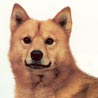 Finnenspitz, Finsk Spets, Suomenpystykorvat Finnenspitz, Finsk Spets, Suomenpystykorvat