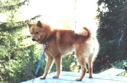 Finnenspitz Hunde Foto 434 Finnenspitz