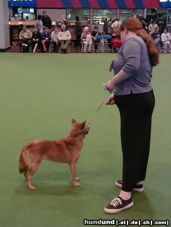 Finnenspitz Hunde Foto 4162 Finnenspitz barsoi 2 cruft 2000