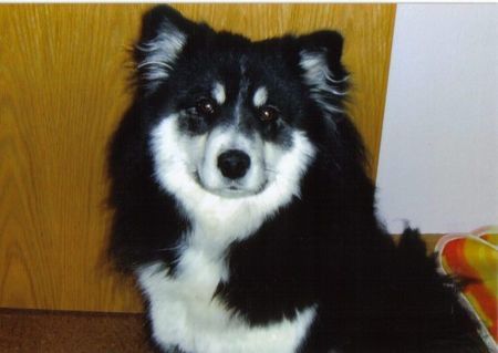 Finnischer Lapphund Schade das es noch nichsoviele Finnische Lapphunde gibt in Deutschland. Wo Sie doch so schön sind. Im übrigen such ich auch noch einen paßenden Rüden für meine Dame!!!!