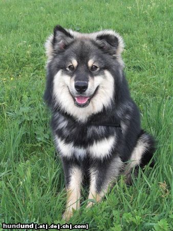 Finnischer Lapphund Hunde Foto 46310 in höherer Auflösung ansehen Finnischer Lapphund unser Askan