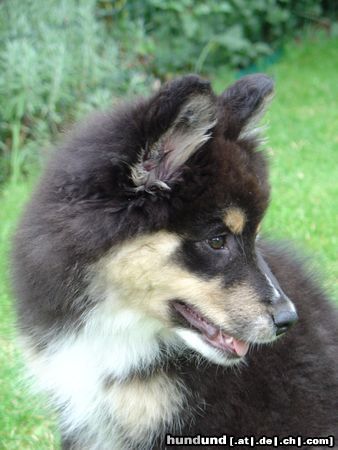 Finnischer Lapphund TIKKA ist konzentriert