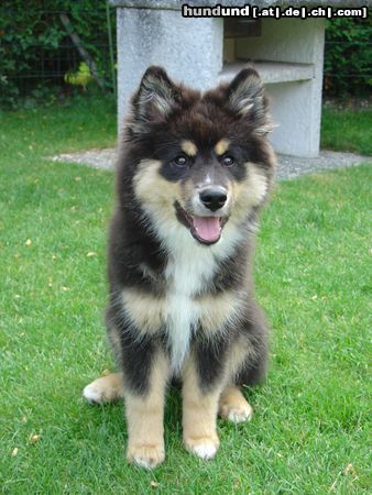 Finnischer Lapphund TIKKA