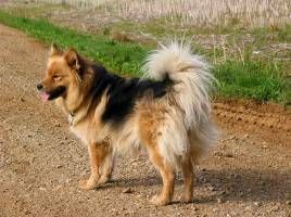 Finnischer Lapphund Hunde Foto 35077 Finnischer Lapphund Finnischer Lapphund