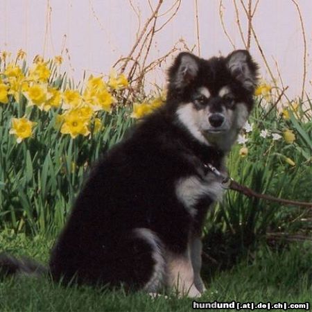 Finnischer Lapphund Ilo