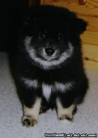 Finnischer Lapphund Ilo