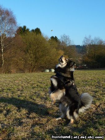 Finnischer Lapphund Askan beim Leckerllies fangen