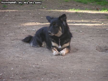 Finnischer Lapphund mein stocki