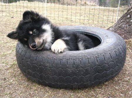 Finnischer Lapphund