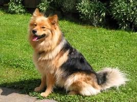 Finnischer Lapphund Hunde Foto 35078 in höherer Auflösung ansehen Finnischer Lapphund Finnischer Lapphund