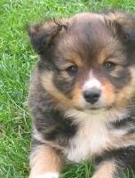 Finnischer Lapphund Hunde Foto 37303 in höherer Auflösung ansehen Finnischer Lapphund Lumiki