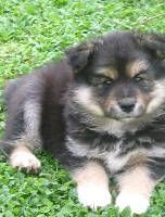 Finnischer Lapphund Hunde Foto 37302 in höherer Auflösung ansehen Finnischer Lapphund Vaiano