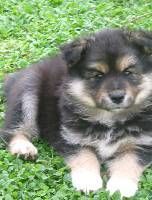 Finnischer Lapphund Vaiano