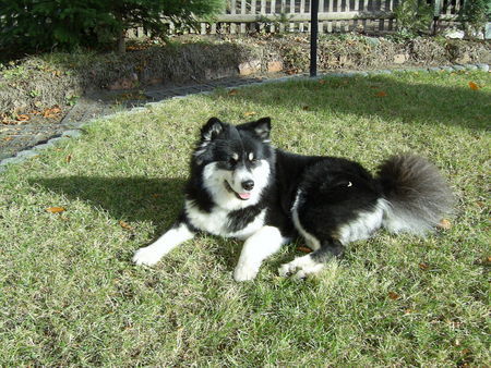 Finnischer Lapphund