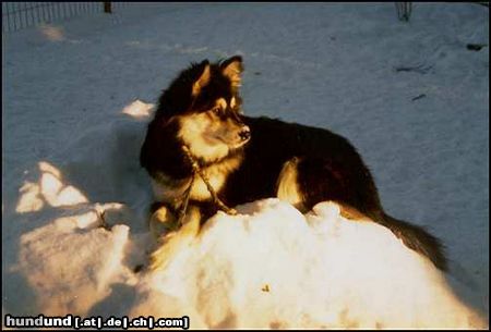 Finnischer Lapphund Ilo