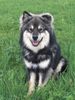 Finnischer Lapphund Hund