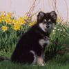 Finnischer Lapphund Hund