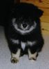 Finnischer Lapphund Hund