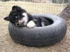 Finnischer Lapphund Hund