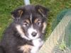 Finnischer Lapphund Foto: Via (ID 37299) Finnischer Lapphund Hund