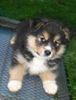 Finnischer Lapphund Hund