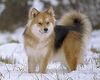 Finnischer Lapphund Hund