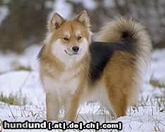 Finnischer Lapphund