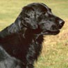 Flat Coated Retriever