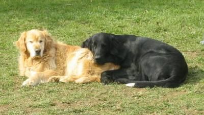 Flat Coated Retriever Max und Apollo