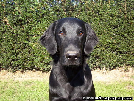 Flat Coated Retriever thats aramis of 103 flats 5 month