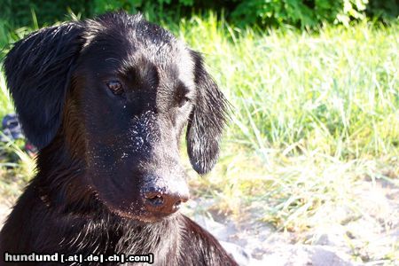 Flat Coated Retriever Am Strand