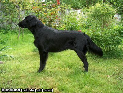 Flat Coated Retriever Hunde Foto 11355 Flat Coated Retriever Fai z Vlcich Luk vel Plaster