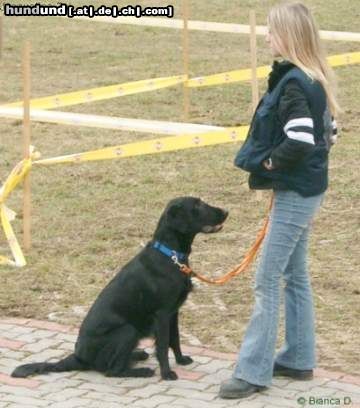 Flat Coated Retriever Hunde Foto 12840 Flat Coated Retriever Zoi & Ich