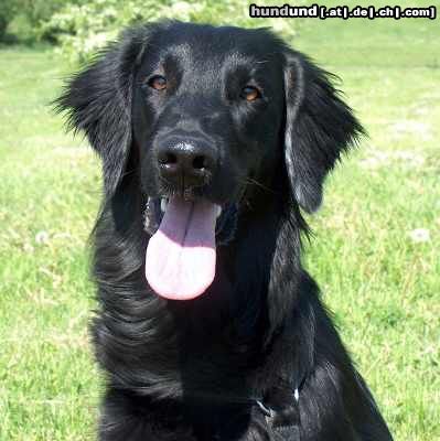 Flat Coated Retriever Hunde Foto 9553 Flat Coated Retriever REKLAMA Canes Beati