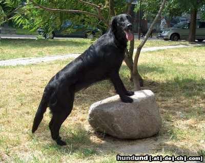Flat Coated Retriever Hunde Foto 9552 Flat Coated Retriever REKLAMA Canes Beati