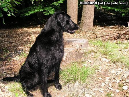 Flat Coated Retriever Hunde Foto 6248 Flat Coated Retriever Kaylee