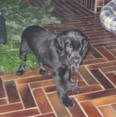 Flat Coated Retriever Bourbon Dan Black Brianta