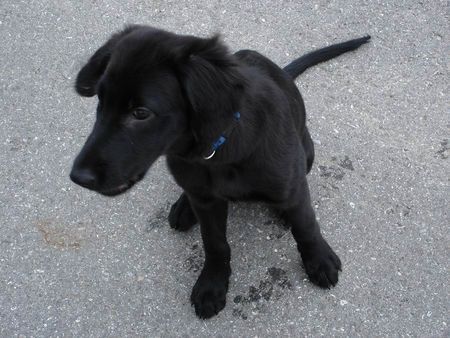 Flat Coated Retriever eine Sekunde mal still sitzend