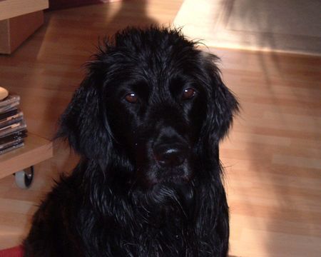 Flat Coated Retriever nasser Wuschelkopf