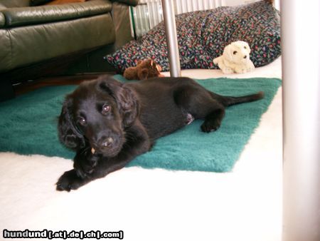 Flat Coated Retriever Hunde Foto 7440 Flat Coated Retriever Gemütlich
