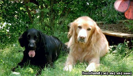 Flat Coated Retriever Hunde Foto 9023 Flat Coated Retriever Brasca und Chester
