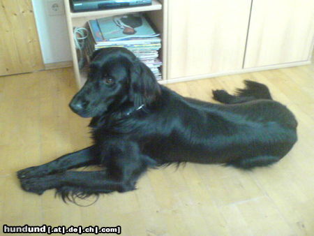 Flat Coated Retriever