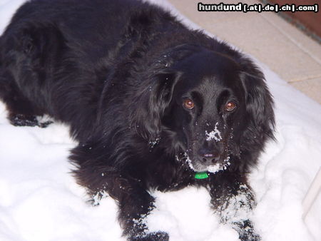 Flat Coated Retriever Hunde Foto 26561 in höherer Auflösung ansehen Flat Coated Retriever Mickey, Du warst mein ganzes Glück!