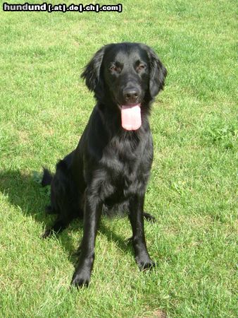Flat Coated Retriever Hunde Foto 14398 Flat Coated Retriever Joy