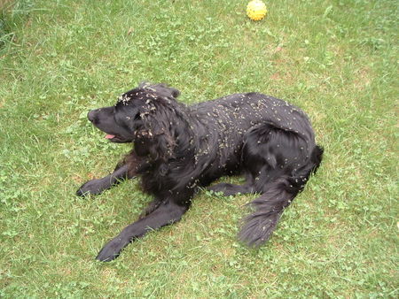 Flat Coated Retriever Der Klettenkönig