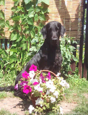 Flat Coated Retriever Ch. Aura ze Soutockeho luhu 