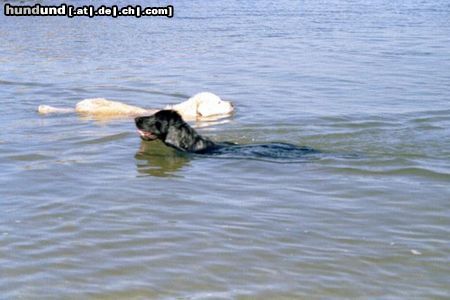 Flat Coated Retriever Hunde Foto 11045 Flat Coated Retriever Danny (Golden Retriever) und Elvis (Flat) in der Nordsee