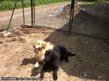 Flat Coated Retriever Hunde Foto 4025 Flat Coated Retriever