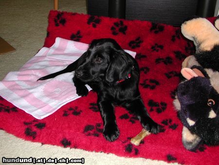 Flat Coated Retriever Hunde Foto 3891 Flat Coated Retriever Zoi mit 8 Wochen (eine sehr sehr brave und gelehrige Hündin)