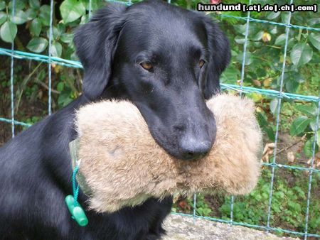 Flat Coated Retriever Hunde Foto 12338 Flat Coated Retriever Belinda Francis von Helping Hounds
